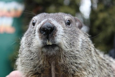 Groundhog Day...Where did it Come From?